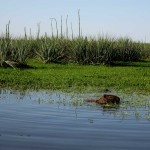 capybara3