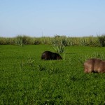 capybara4